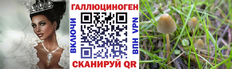 Псилоцибиновые грибы Psilocybine cubensis  Сычёвка 